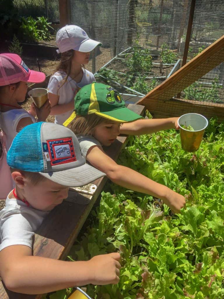 elementary students working in a garden